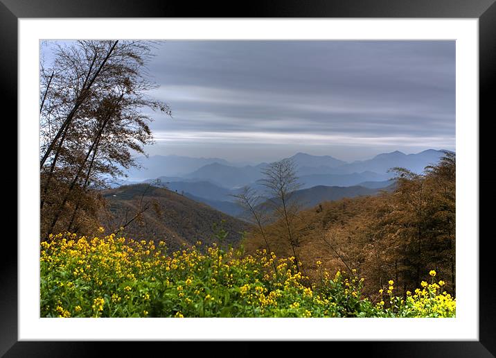 Moganshan Bamboo Forest Framed Mounted Print by Jim Leach