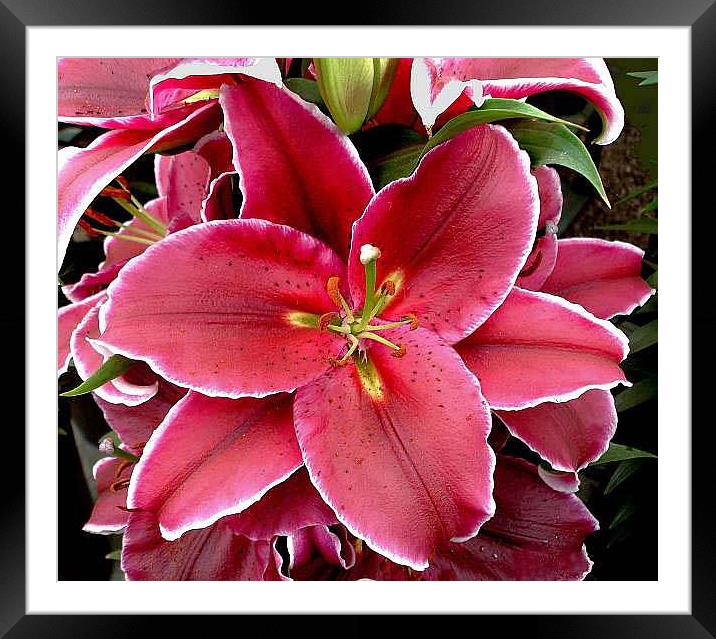 Oriental Lily Framed Mounted Print by Marina Gray