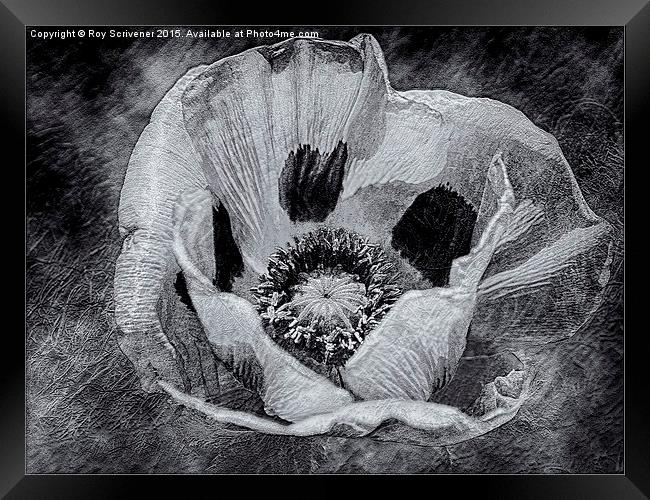  Textured Poppy Framed Print by Roy Scrivener
