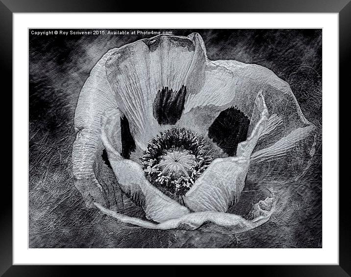  Textured Poppy Framed Mounted Print by Roy Scrivener