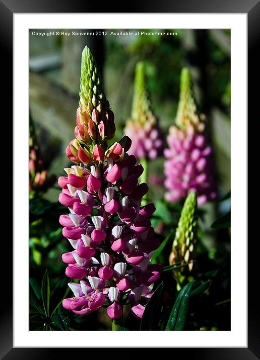 Lupins Framed Mounted Print by Roy Scrivener