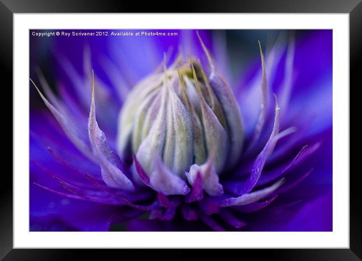 Clematis Heart Framed Mounted Print by Roy Scrivener