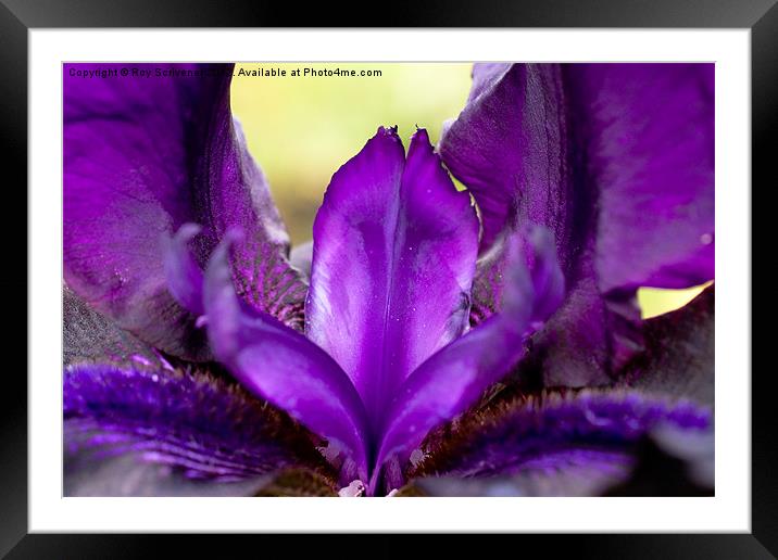 Purple Iris Framed Mounted Print by Roy Scrivener