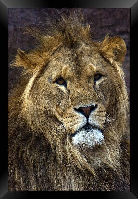 King of the Jungle Framed Print by Roy Scrivener