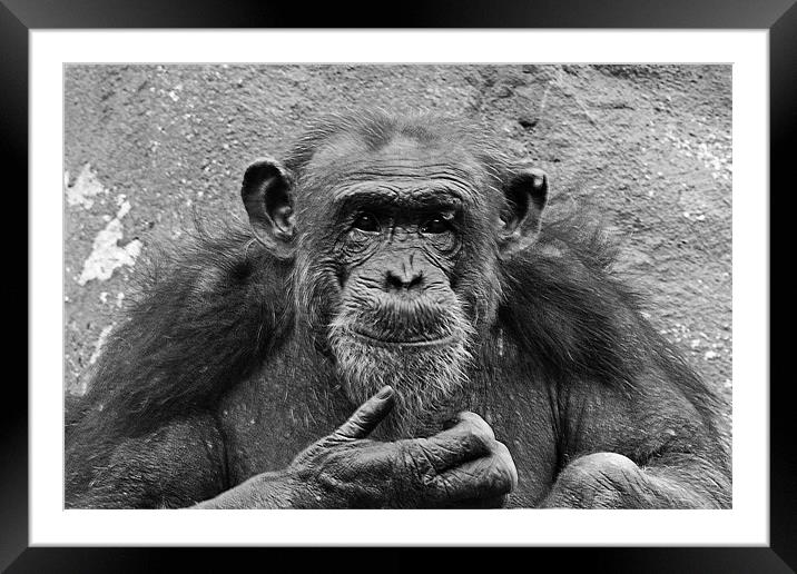 Chimp Framed Mounted Print by Roy Scrivener