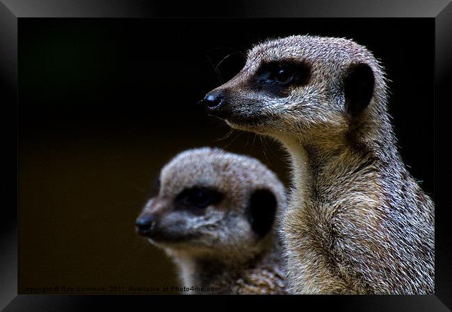 Compare the meerkat Framed Print by Roy Scrivener