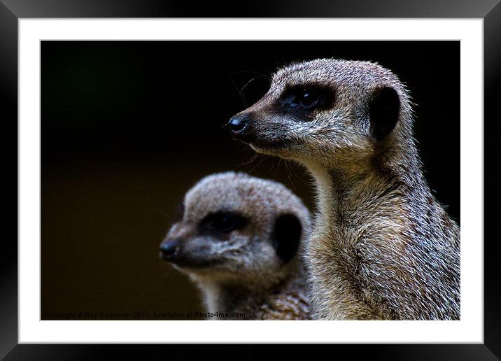 Compare the meerkat Framed Mounted Print by Roy Scrivener
