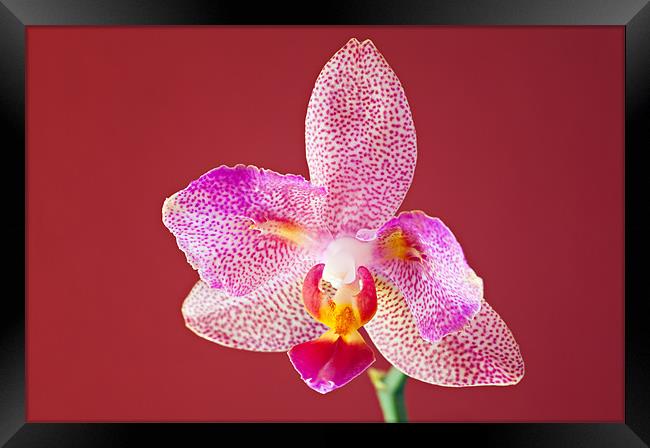 Orchid Framed Print by Chris Owen