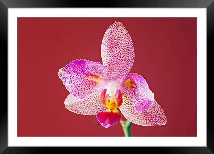 Orchid Framed Mounted Print by Chris Owen