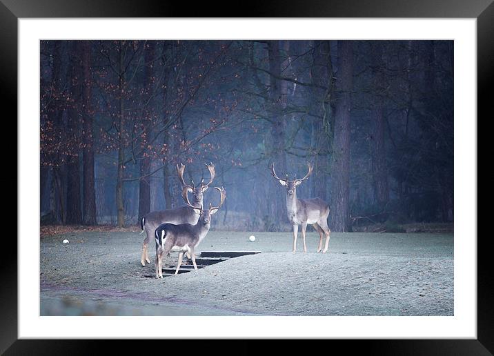  Stag Party Framed Mounted Print by Chris Owen