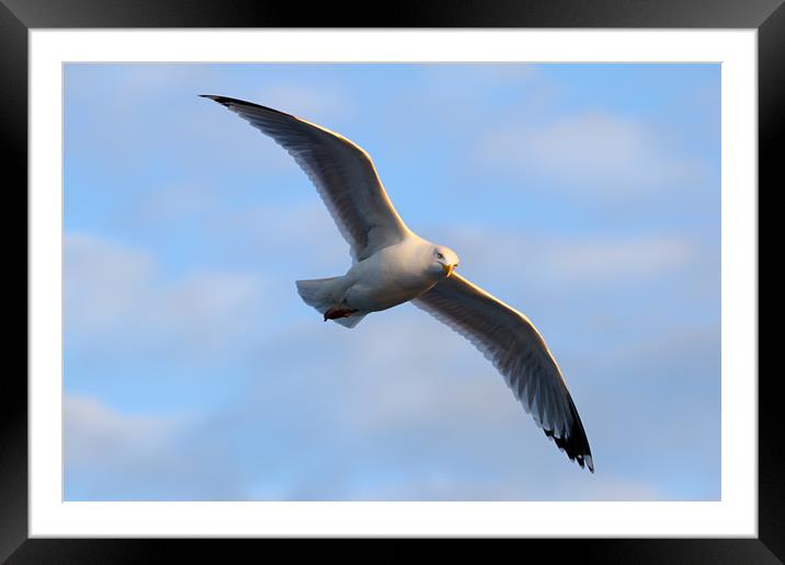 Seagull Framed Mounted Print by Chris Owen