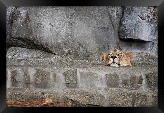 Lazy Dayzzzz Framed Print by Chris Owen