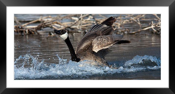 The Landing Framed Mounted Print by John Pipes