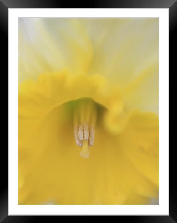 Yellow Daffodils - spring flower, Framed Mounted Print by Tatiana Walker