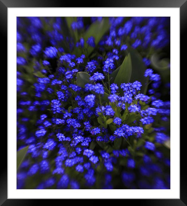 beautiful  blue spring flowers Framed Mounted Print by Tatiana Walker