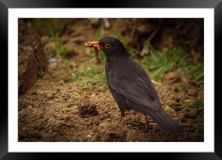 blackbird feeding Framed Mounted Print by jon betts