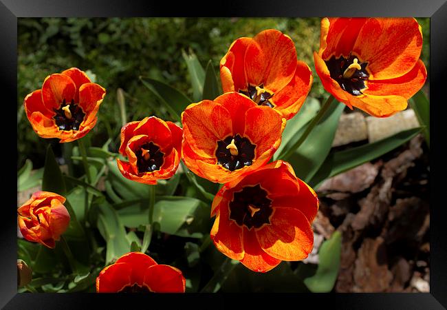 Tulip Cluster Framed Print by Gypsyofthesky Photography