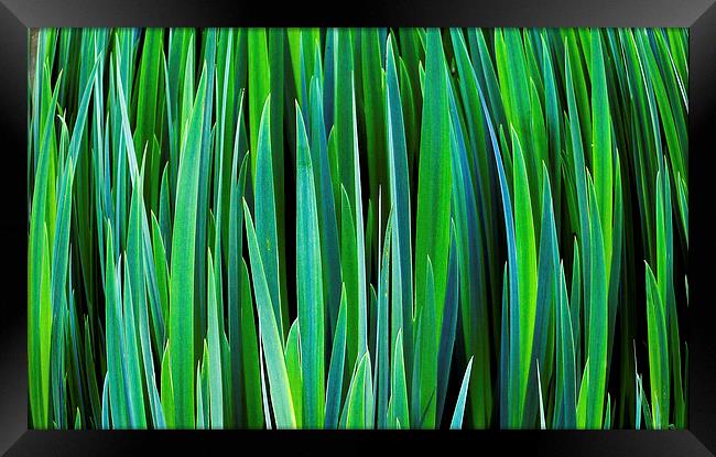 Reeds Framed Print by Gypsyofthesky Photography