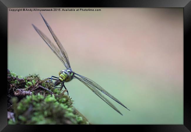  Norfolk Dragonfly Framed Print by Gypsyofthesky Photography