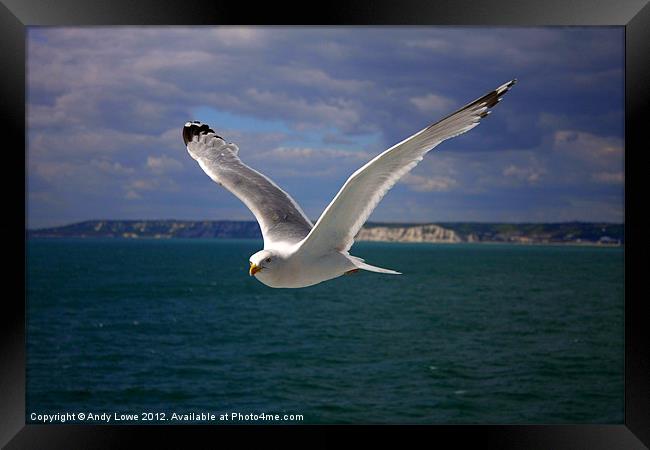 BRITISH SEAGULL Framed Print by Gypsyofthesky Photography
