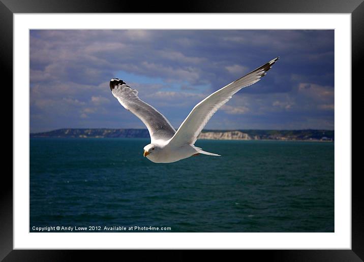 BRITISH SEAGULL Framed Mounted Print by Gypsyofthesky Photography