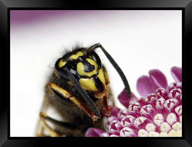 Summer Wasp Framed Print by Gypsyofthesky Photography