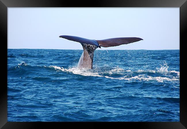 Diving Whale Framed Print by Phil Swindin