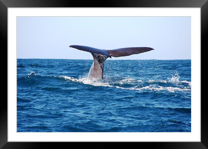 Diving Whale Framed Mounted Print by Phil Swindin