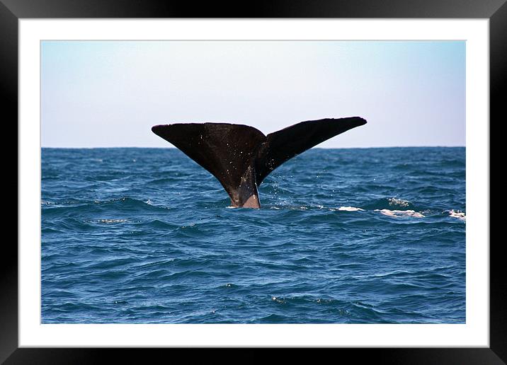 Diving Whale 3 Framed Mounted Print by Phil Swindin