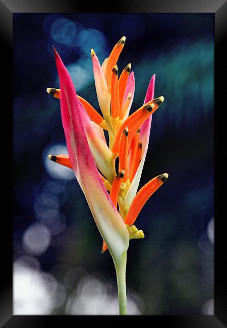 Bird-of-Paradise Flower 2 Framed Print by Phil Swindin