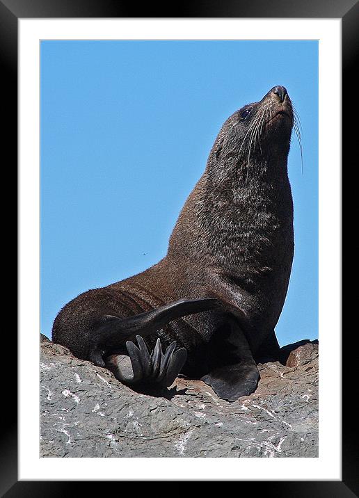 Sunny Seal Framed Mounted Print by Phil Swindin