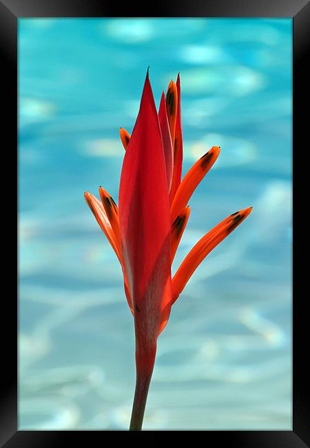 Water Flower Framed Print by Phil Swindin