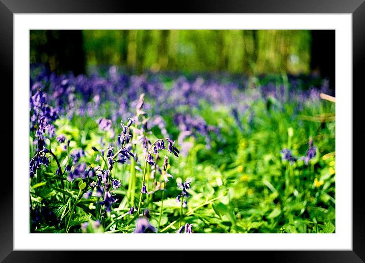 Bluebell Forest Framed Mounted Print by Simon Joshua Peel