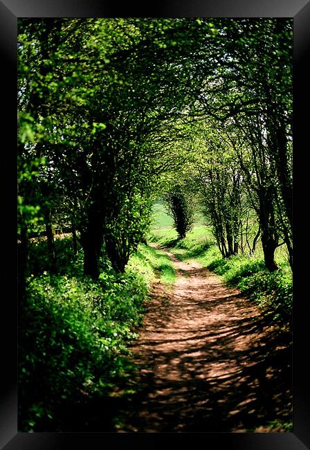 Tunnel of trees Framed Print by Simon Joshua Peel