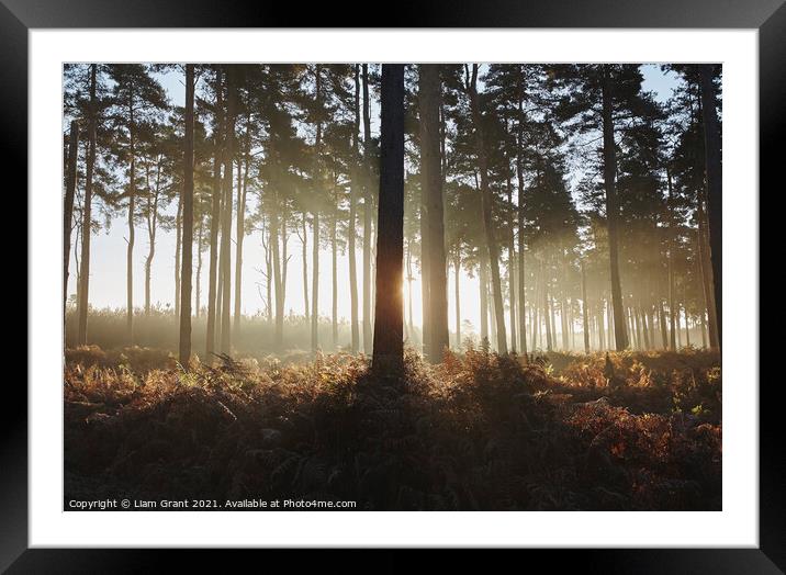 Early morning light in mist filled woodland. Norfolk, UK. Framed Mounted Print by Liam Grant