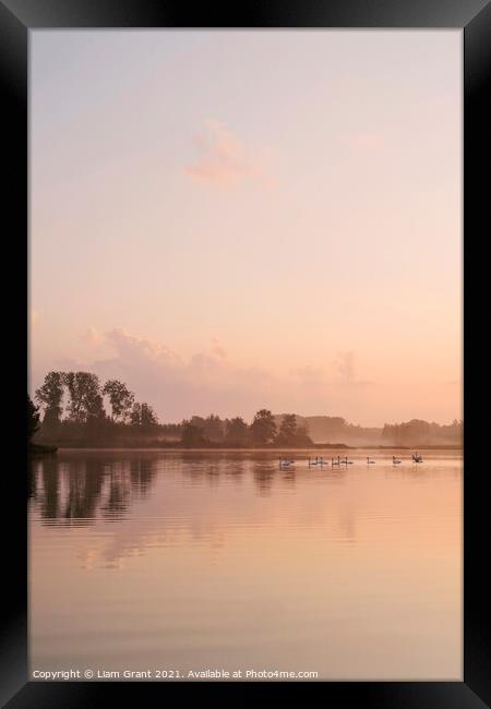 Swans on a misty lake at sunrise. Lynford Lakes, Norfolk, UK. Framed Print by Liam Grant