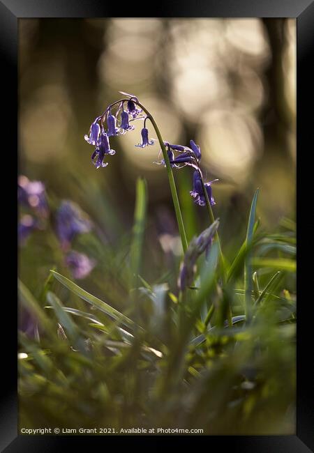 Bluebell flower detail at sunset. South Weald, Essex, UK. Framed Print by Liam Grant