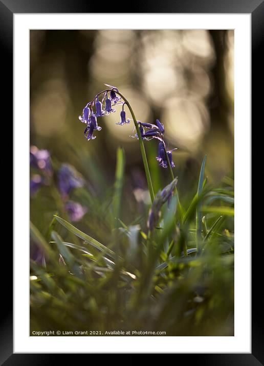 Bluebell flower detail at sunset. South Weald, Essex, UK. Framed Mounted Print by Liam Grant