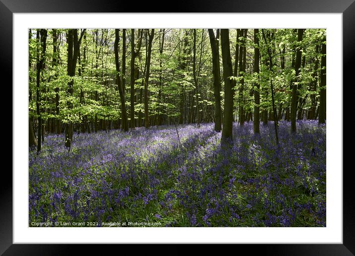 Bluebells in dense woodland at sunset. South Weald, Essex, UK. Framed Mounted Print by Liam Grant