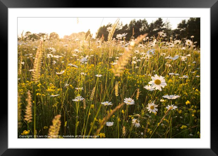 Oxeye Daisy (Leucanthemum vulgare) in a summer meadow of wild fl Framed Mounted Print by Liam Grant