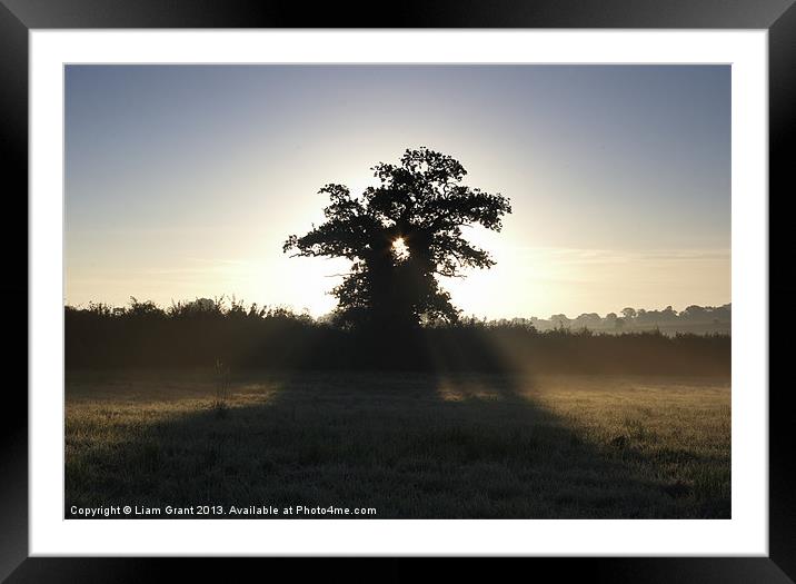 Sunrise Though Tree, South Pickenham, Norfolk Framed Mounted Print by Liam Grant