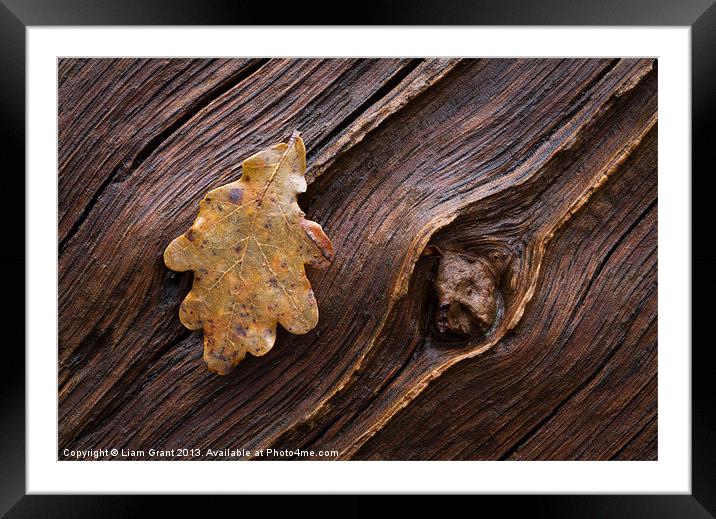 English Oak (Quercus Robur), Norfolk, UK in Winter Framed Mounted Print by Liam Grant