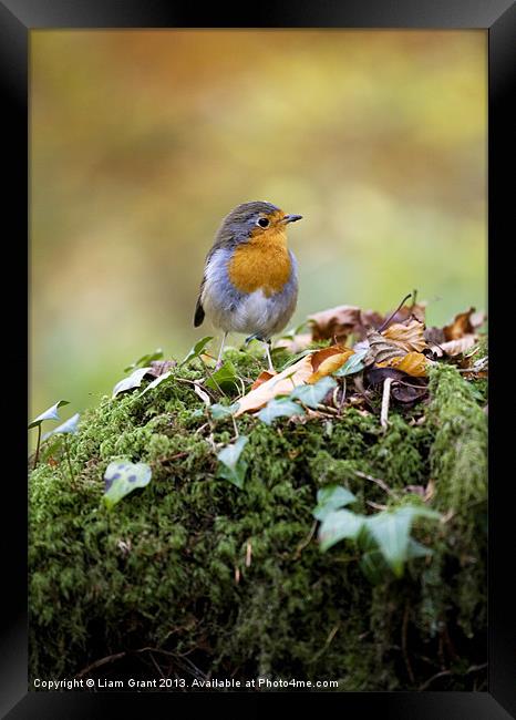 Robin, Snowdonia, North Wales, UK Framed Print by Liam Grant