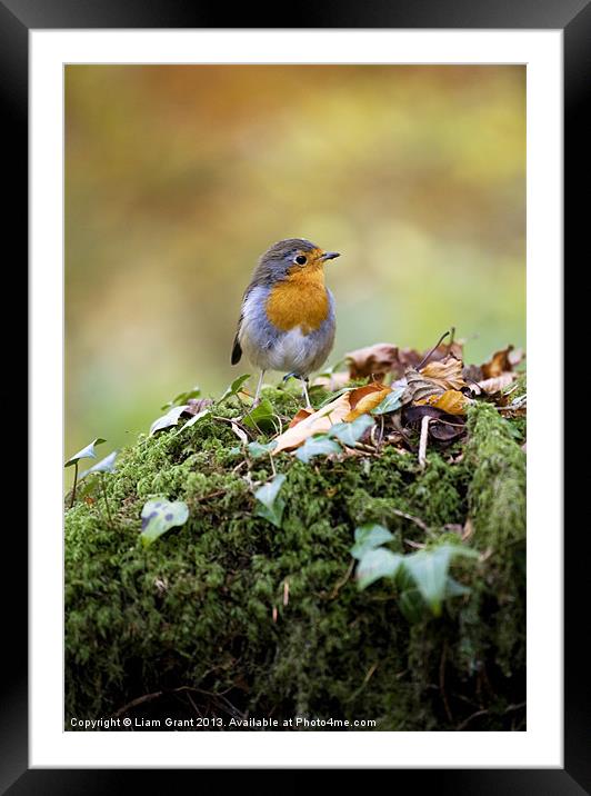 Robin, Snowdonia, North Wales, UK Framed Mounted Print by Liam Grant