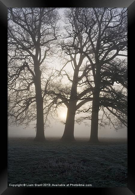 Sunrise behind trees in fog. Hilborough, Norfolk Framed Print by Liam Grant