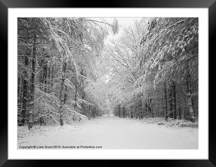 Snow covered trees, Thetford Forest, Norfolk Framed Mounted Print by Liam Grant