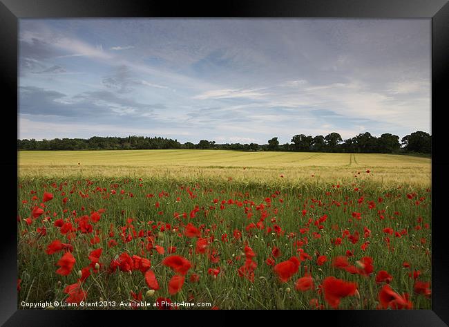 Field of barley and poppies at sunset. Norfolk Framed Print by Liam Grant
