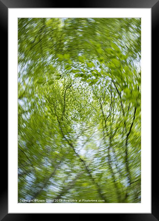 Abstract of Beech trees (Fagus sylvatica), Norfolk Framed Mounted Print by Liam Grant