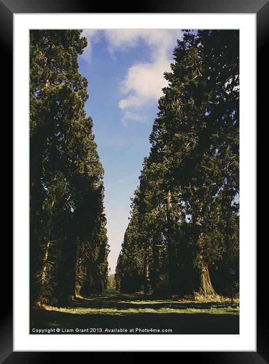 Avenue of Douglas Fir trees. Norfolk, UK. Framed Mounted Print by Liam Grant