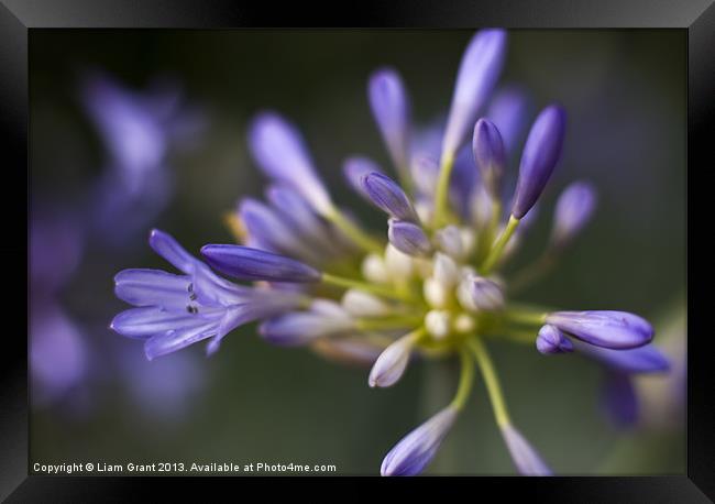 African Blue Lily (Agapanthus) growing in a garden Framed Print by Liam Grant